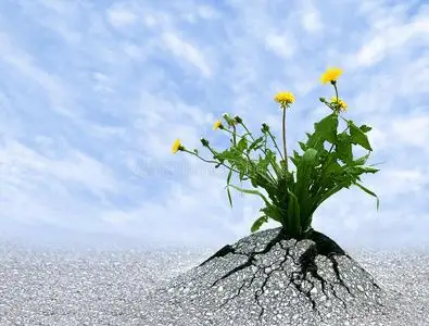 生命的力量照片