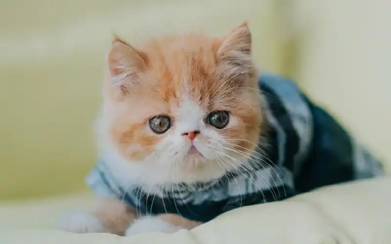 超呆萌的小猫咪