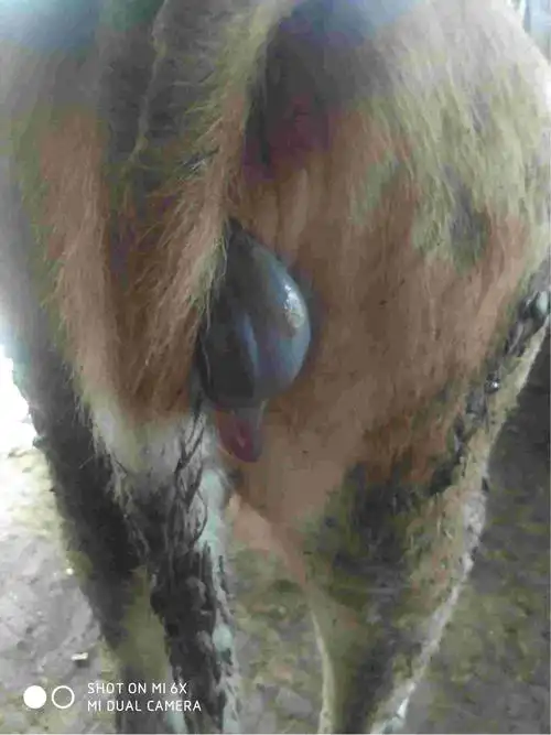 母牛怀孕三个半月流出水包咋办