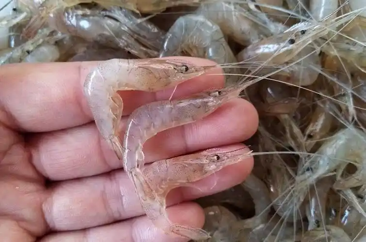 青岛小河虾鲜活小白虾新鲜冷冻明虾水产 1000克