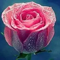 微信头像花朵图片大全唯美最美【点击鼠标右键下载】