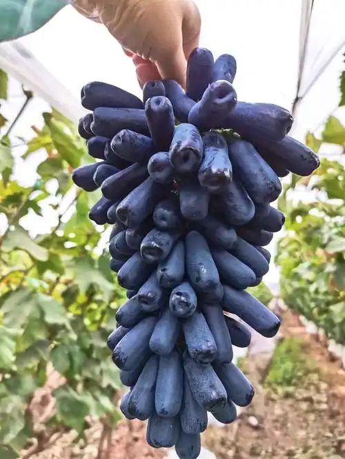 甜蜜蓝宝石美人葡萄金手指无籽提子孕妇水果中秋葡萄