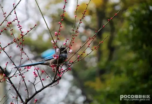 梅花与喜鹊