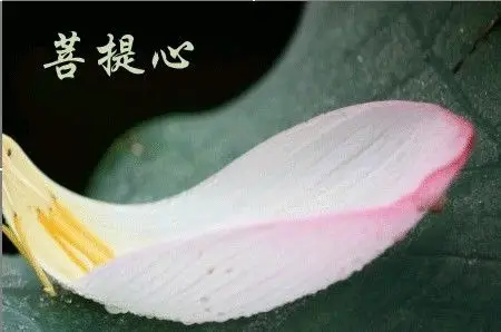 这一颗心是所有心里面最珍贵的