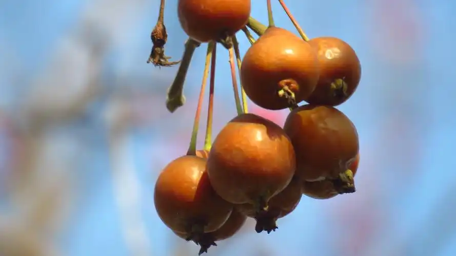 美丽的西府海棠果