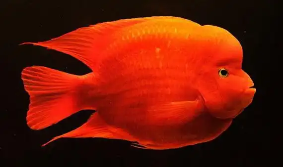 鹦鹉鱼种类详细介绍