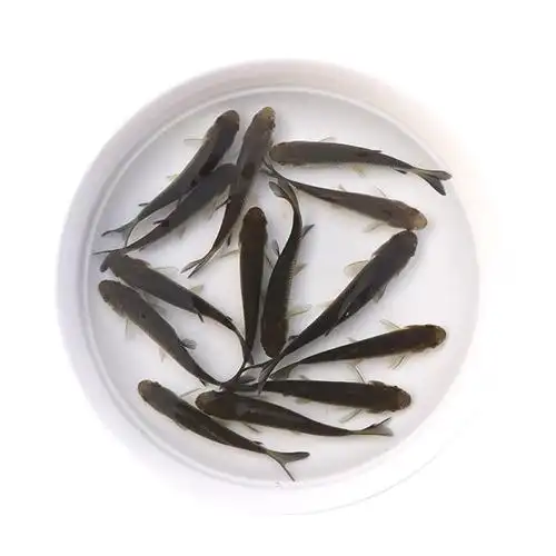 鲤鱼苗淡水鱼塘养殖特大稻花鱼稻田鲤建鲤小鱼苗红尾鲤鱼鱼苗