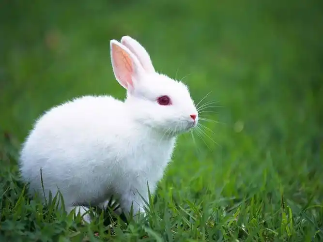 可爱的小兔子壁纸专辑12 - 1024x768