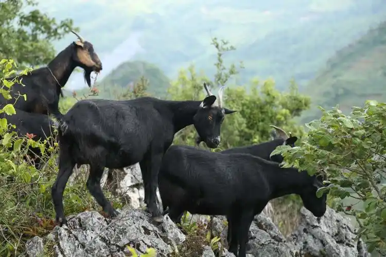 出售老寨本地黑山羊