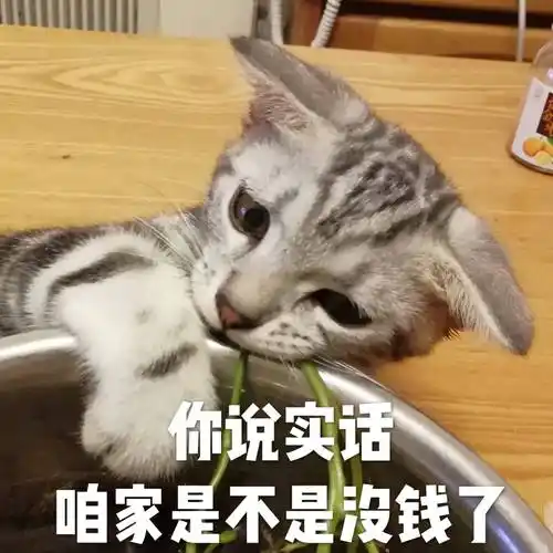 你说实话咱家是不是没钱了猫咪猫咪咱家没钱说实话是不是表情