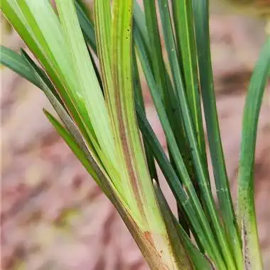 粉红芽红彩边本地**春兰赌草