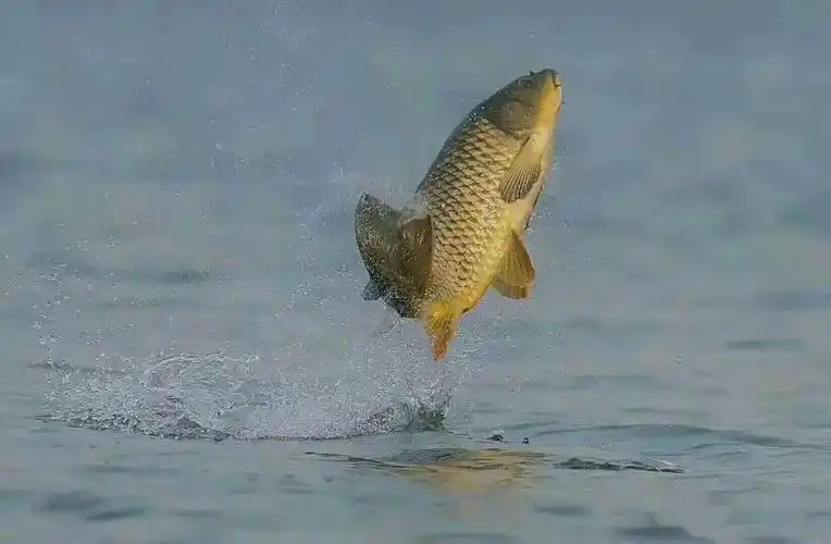 摸清它的习性才能多获鱼~_鲤鱼