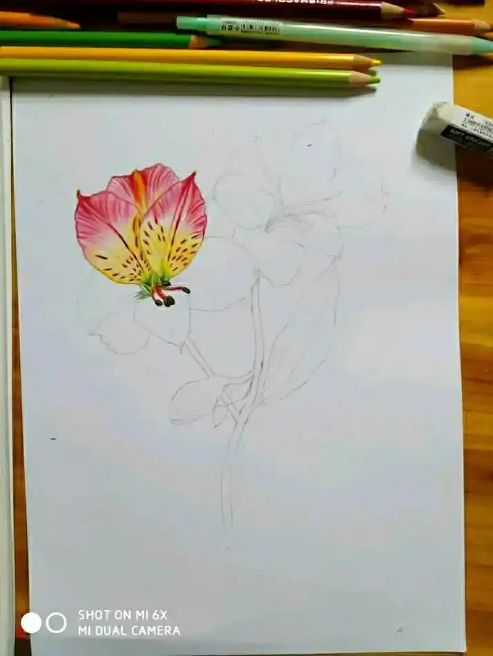 彩铅手绘 #彩铅绘画 #彩铅画画入门教程 画一朵秘鲁百合~ - 抖音