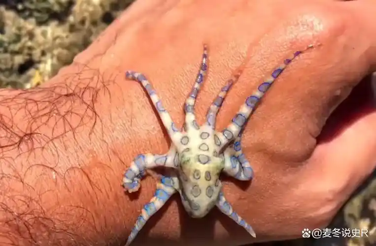 第三位 蓝环章鱼