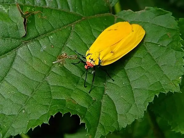 颜色鲜艳的飞蛾