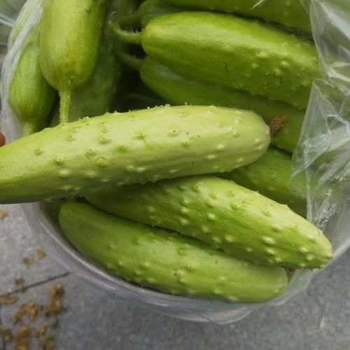 白黄瓜海阳特产水果白玉黄瓜新鲜新鲜当季小青瓜脆嫩小黄瓜蔬菜