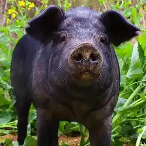 然妈整猪头新鲜散养黑猪肉现杀农家土猪肉五花肉猪肘子猪蹄