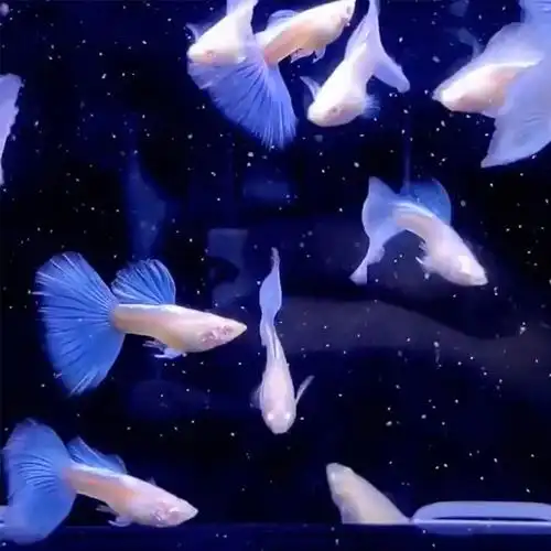 水族观赏鱼活天空蓝孔雀鱼小型凤尾蝶翼缎带大cc孕母热带淡水群游