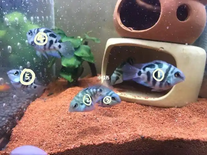 有没有大神能分清迷你鹦鹉鱼公母06