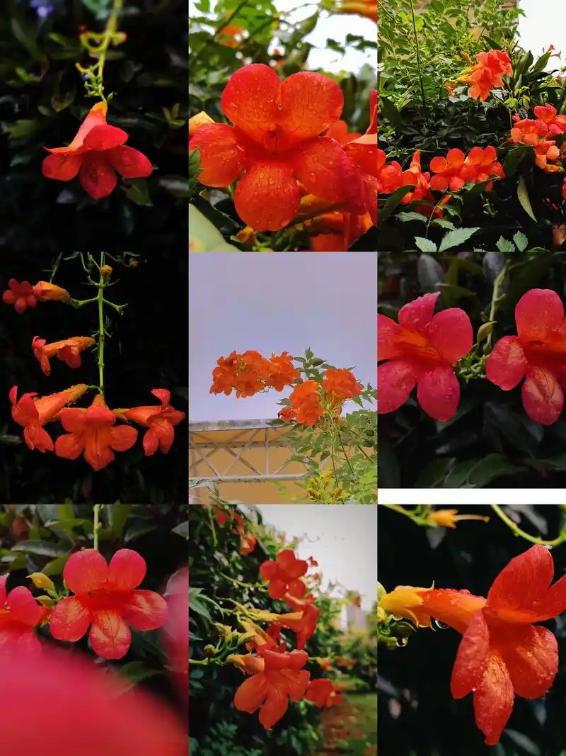 凌霄花 #秋天色彩大赏 凌霄(学名:campsis gran - 抖音