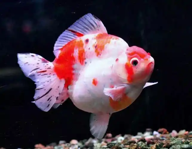 梦里金鱼知多少 | 〇四 新兴的金鱼萌宠-短尾狮头