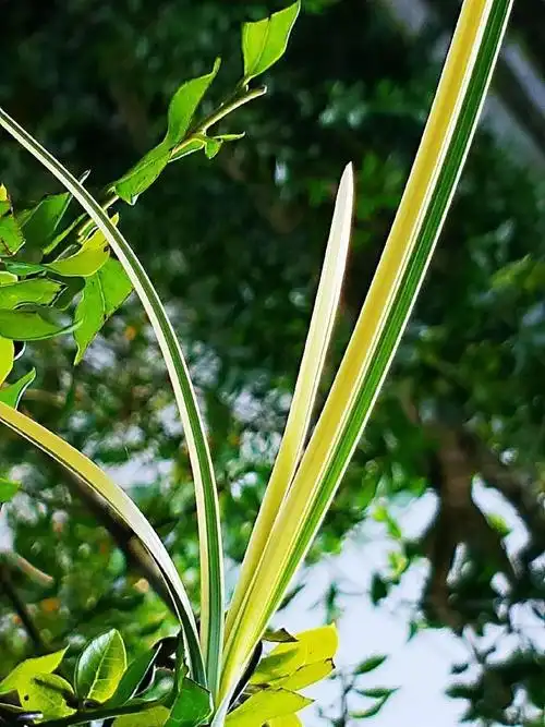 100种珍稀兰花欣赏(四)