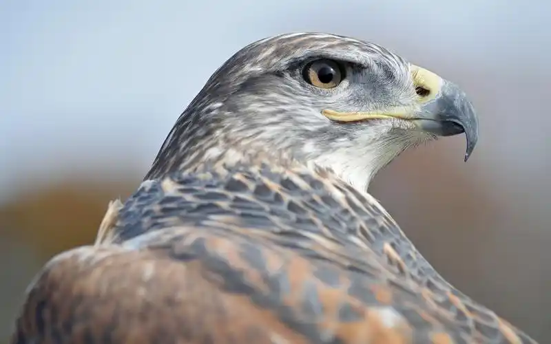 壁纸 鹰背视图,头,喙