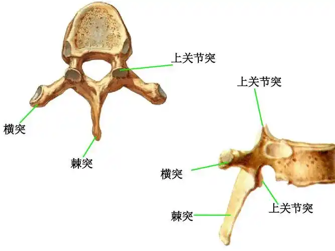 上关节突 上关节突 横突 棘突 横突 上关节突