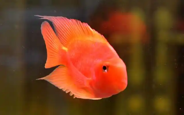 鹦鹉鱼每天多久喂一次?注意清理剩食