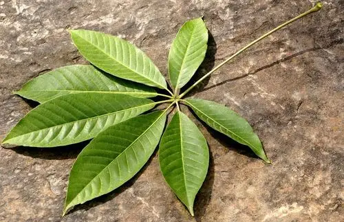 七叶树图片(七叶树图片有几种)