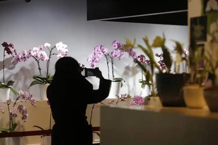 春节到植物园逛"鲜花庙会",兰花展内"福猪"添年味