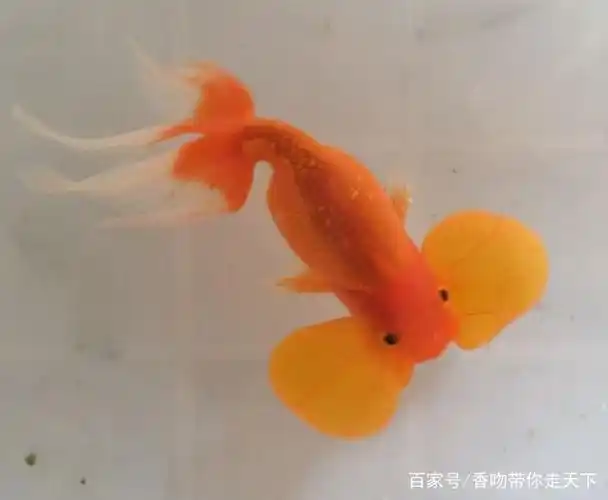 水泡金鱼,一种眼睛鼓鼓的很可爱的金鱼
