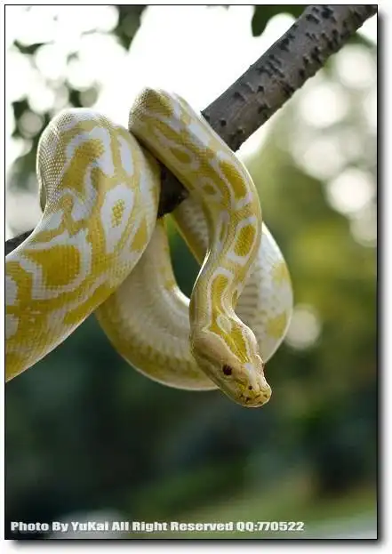 宠物-黄金蟒