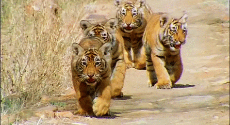 500_272gif 动态图 动图