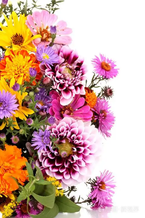 束美丽的鲜艳的花朵在白色隔离