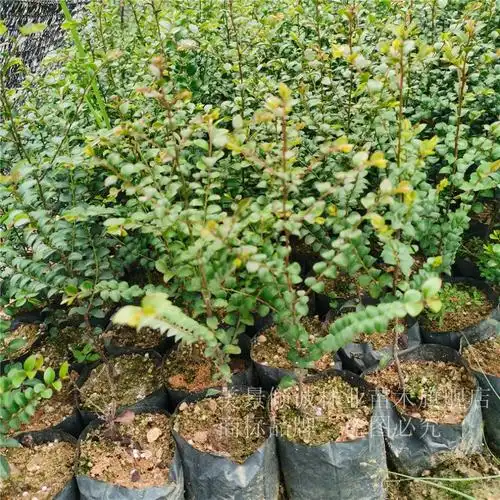 正宗小叶紫檀树苗珍稀名贵苗木黑骨茶苗四季常青室内绿植盆栽植物 黑