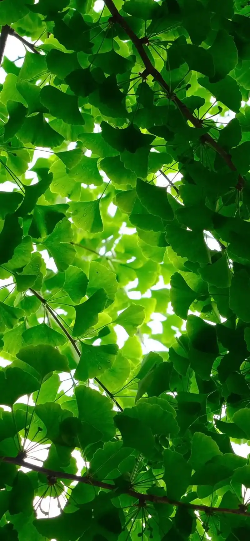 绿.半个月不到,家门口让人辨不清四季的银杏树,已经长成护眼壁 - 抖音