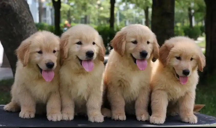 《《《成都大型养狗基地》》》枫叶系金毛 大头宽嘴 活泼可爱