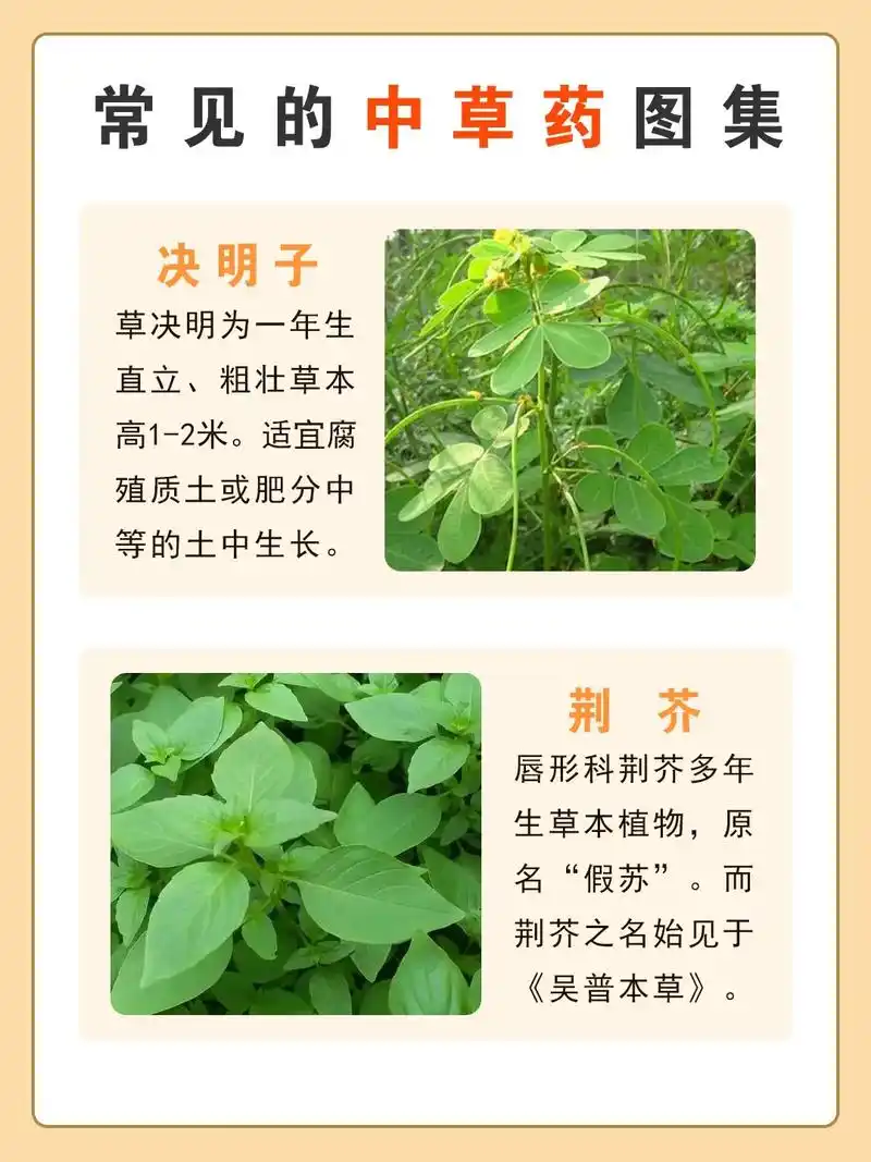 一起来认识常见的中草药 - 抖音