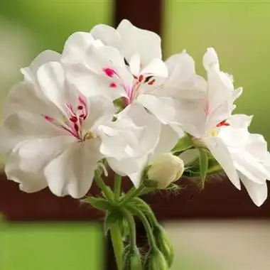 好看花朵头像丛生福禄考花图片