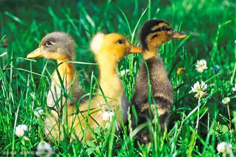三只小鸭子在绿色的草地上