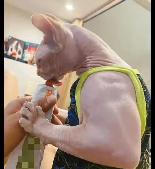 原创主人给猫喂猫条时它亮出的肌肉比人还要壮猫谁敢不给我吃