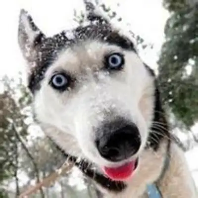 二哈搞笑图片头像-高清头像