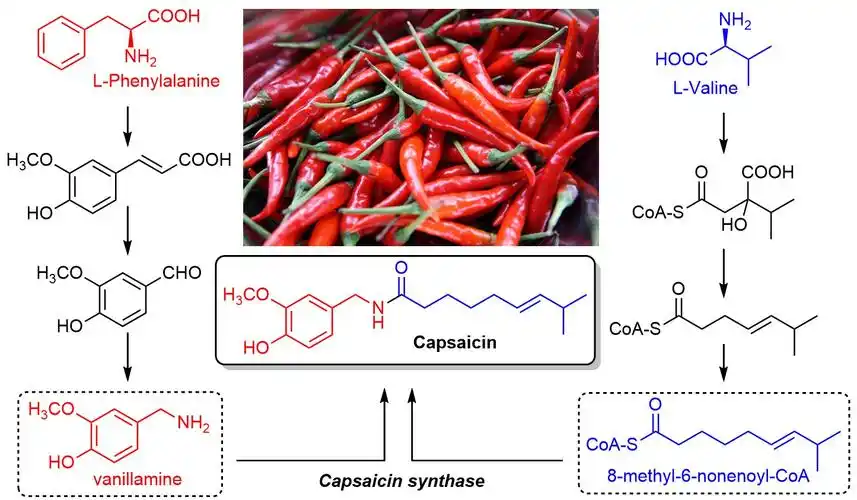 吃冷吃辣不伤胃,真正伤胃的事你却忽略了!