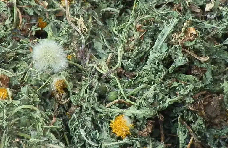 蒲公英根茶的功效与作用及禁忌症蒲公英根茶有什么用