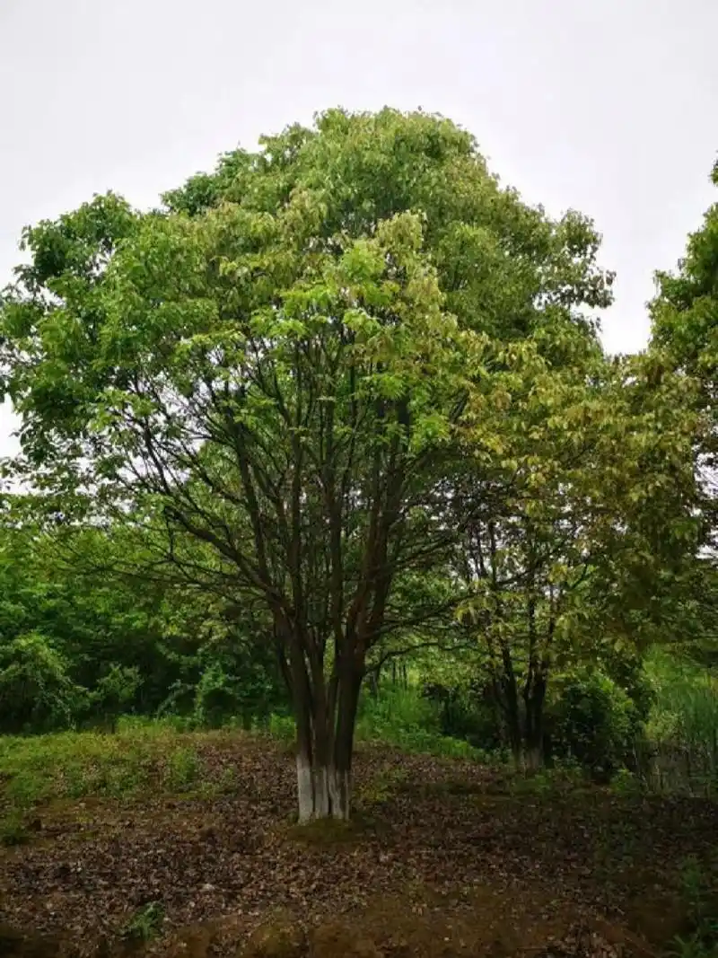 樟特征:樟属常绿大乔木,树冠广卵形;枝,叶及木材均有樟脑气味,冠幅不