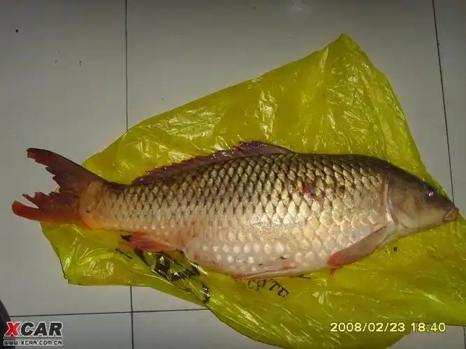 【图】寒冬腊月钓到20斤鲤鱼,渔友们进来看看._1_山东论坛_爱卡汽车