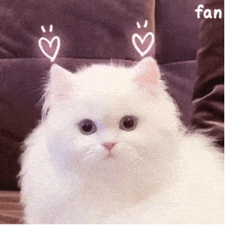 猫咪深夜殴打主人四小时主人醒后浑身酸痛一脸懵逼