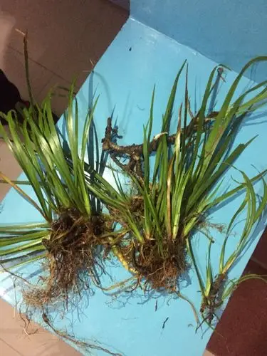 请问这是什么草