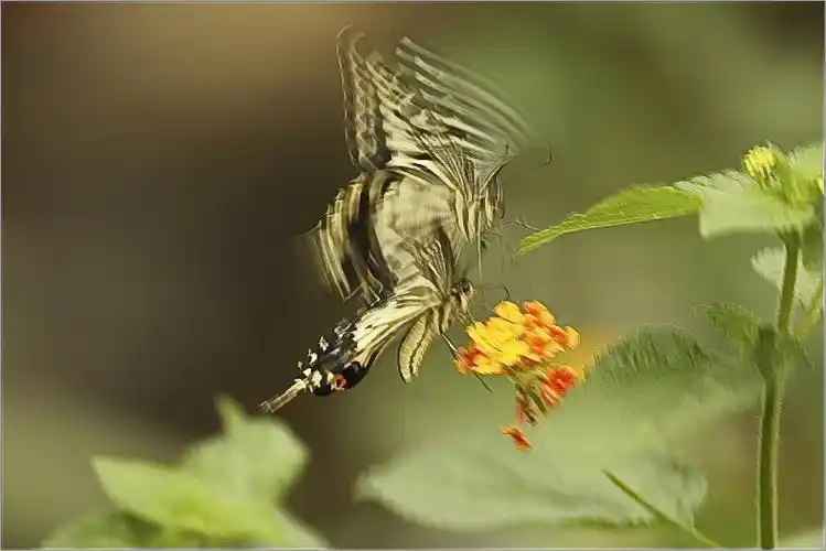 蝴蝶双双舞翩迁